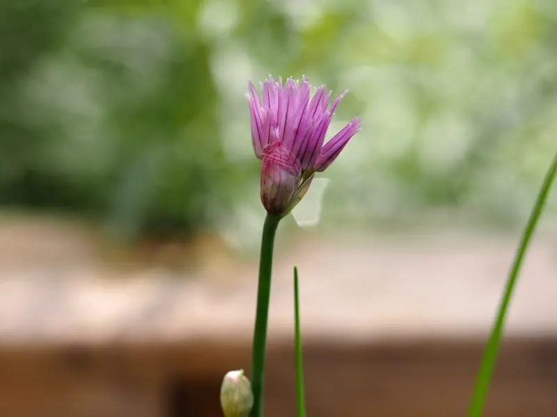 我家小舍后院开的葱花1